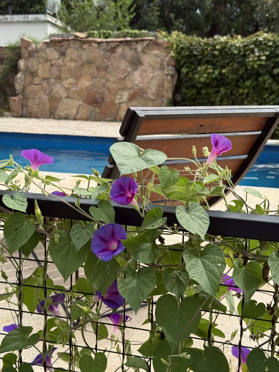 Campanillas al costado de la pileta