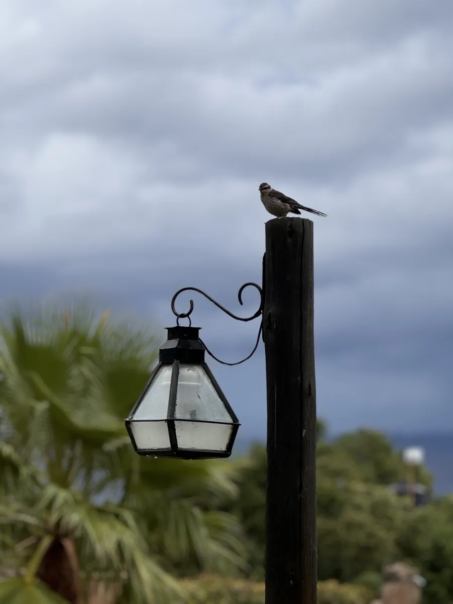 Un pájaro en el farol del parque